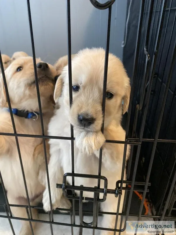 Golden Retriever Pups AKC