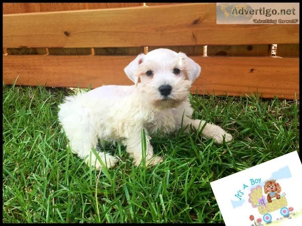 Miniature Schnauzer Puppies