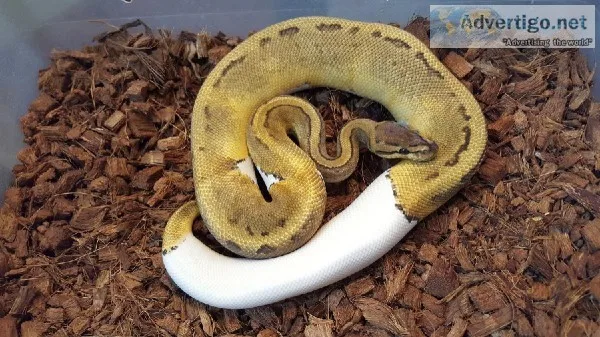 banana pied pythons available now