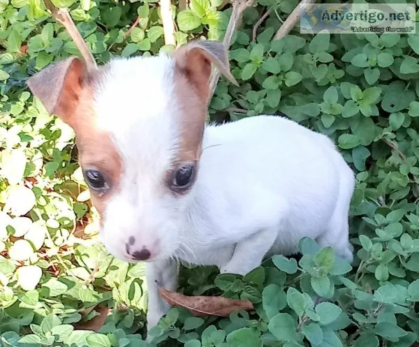 Little Lady Mini CKC Rat Terrier
