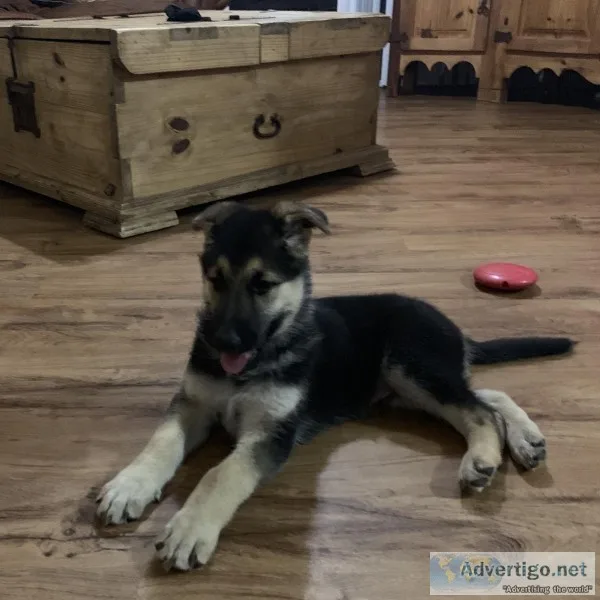 AKC German Shepherd