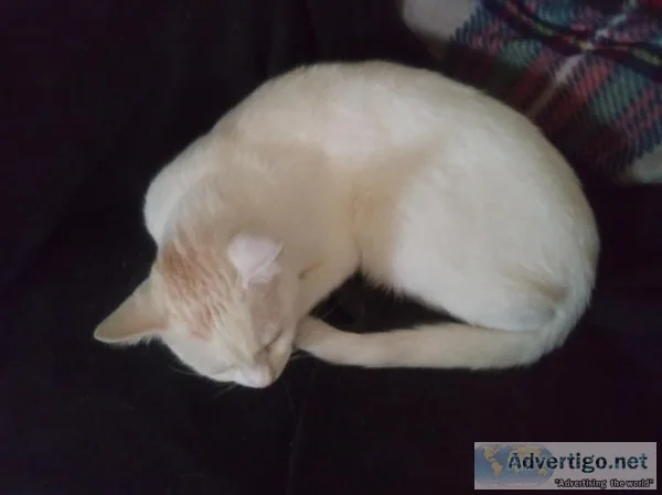 White Female Cat