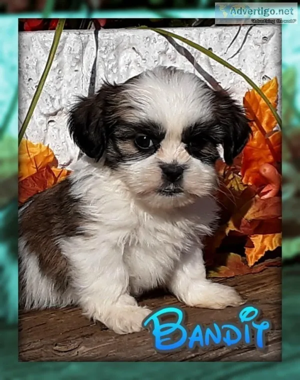 Bandit Male ACA Shihtzu