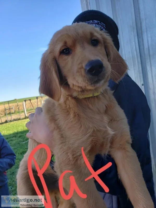 Purebred Golden Retriever