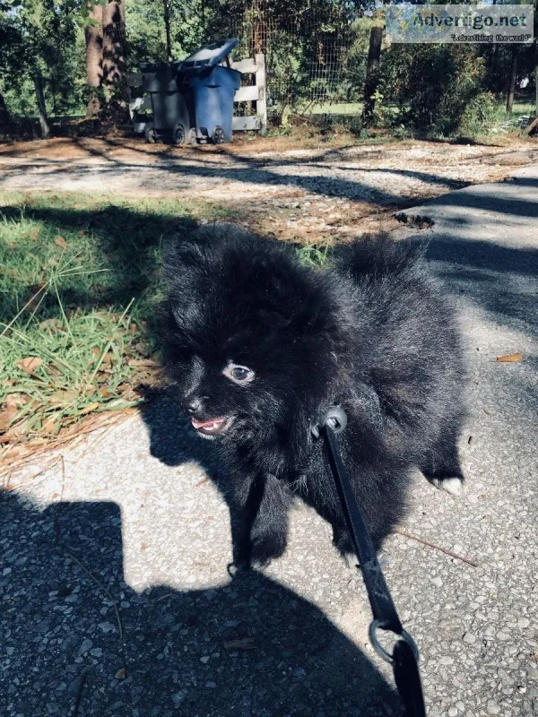 Precious Pomeranian puppies