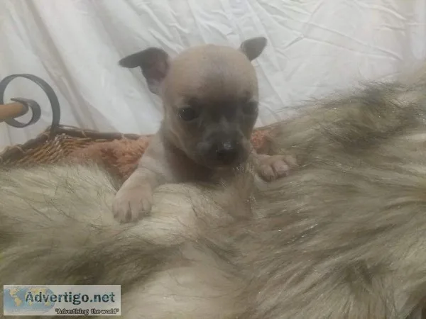 Rare Blue Sable Apple Female puppy