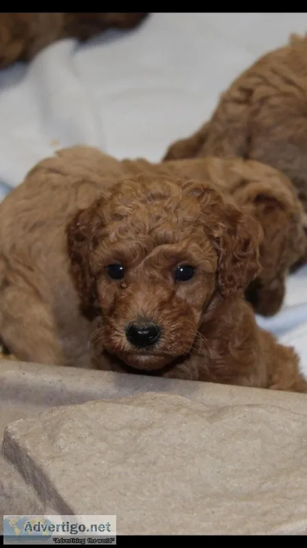 Poodle-miniature