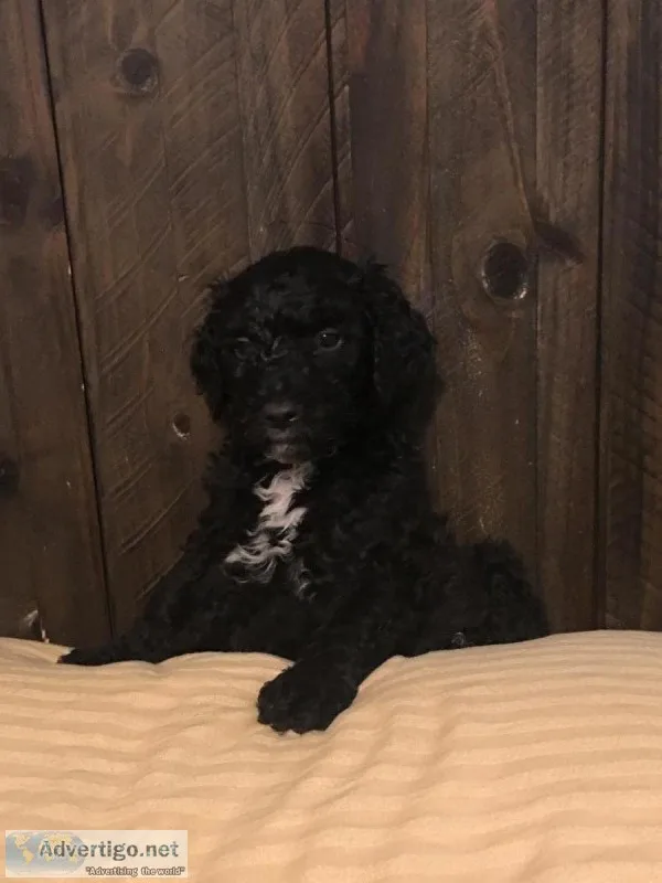 F1b golden doodles