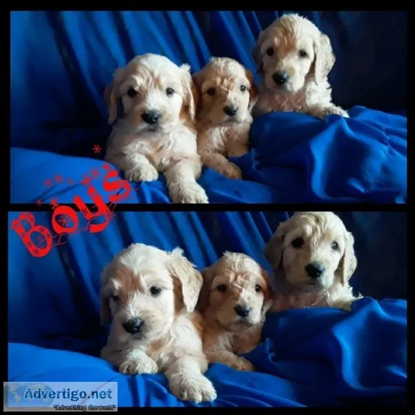 Goldendoodle Puppies