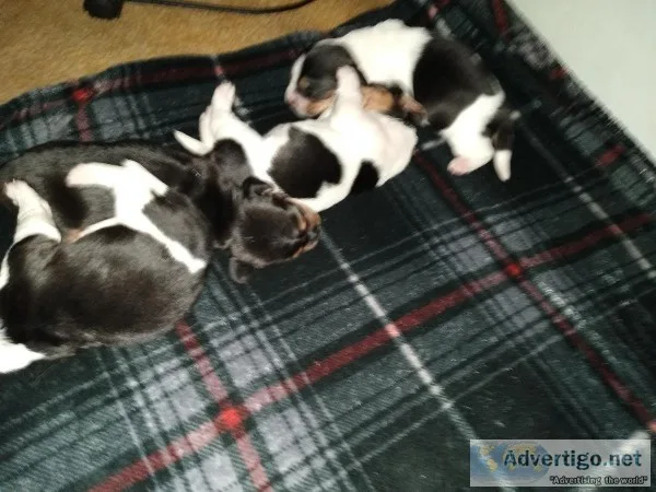 Bassett hound puppies