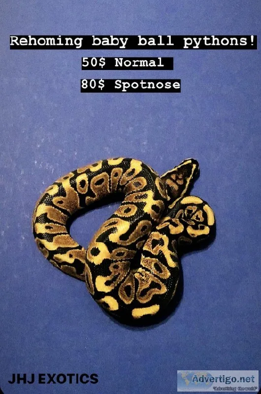 Rehoming Ball Pythons