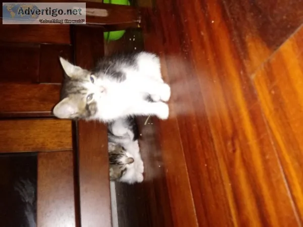 Kittens