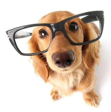 Brain Training For Dogs - Adrienne Farricelli s Online Dog Train
