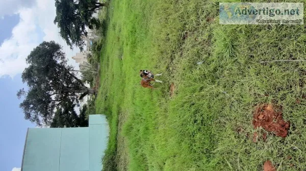 Land for sale at Attibele