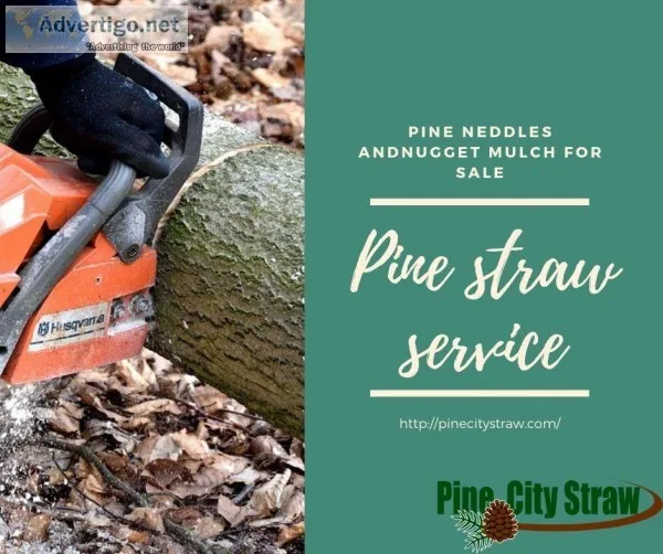 Emergency Tree Removal Service Atlanta Georgia