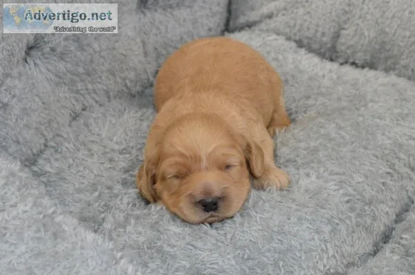 Cockapoo male
