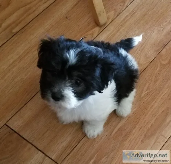 Havanese  AKC health cert. 1st shot