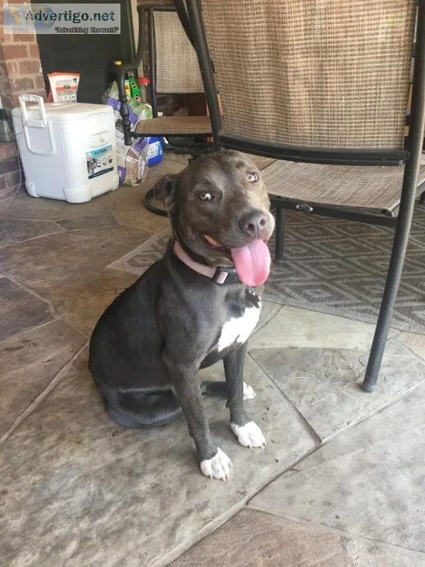 10 mo old Female Pit bull