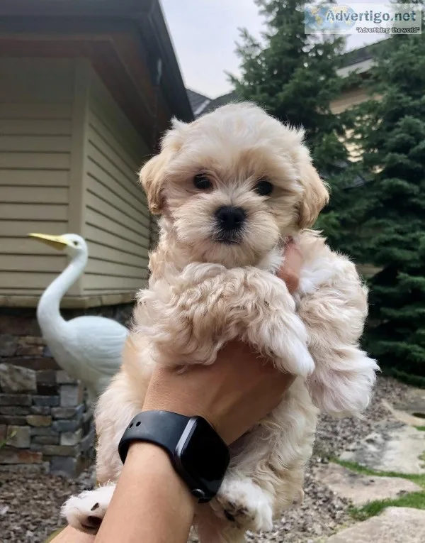Puppies MalteseCackapoo Mix Dont Shed