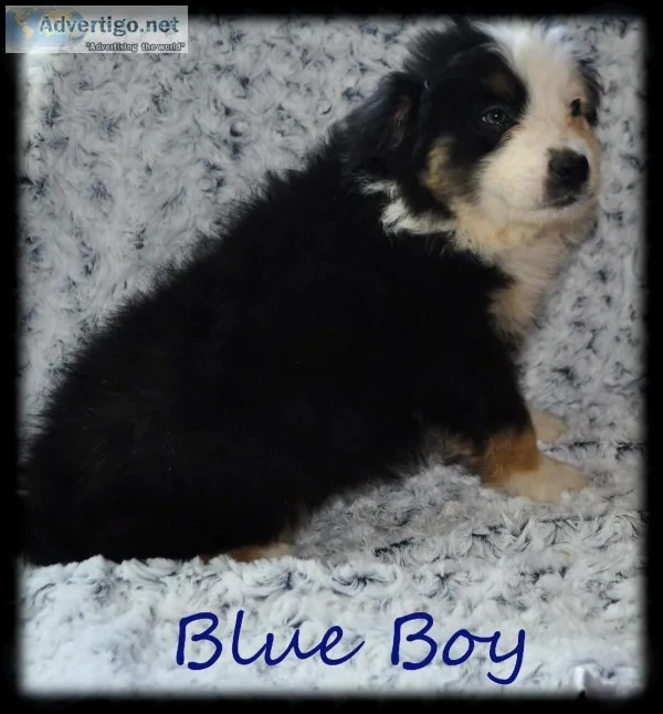 Australian Shepherd puppies