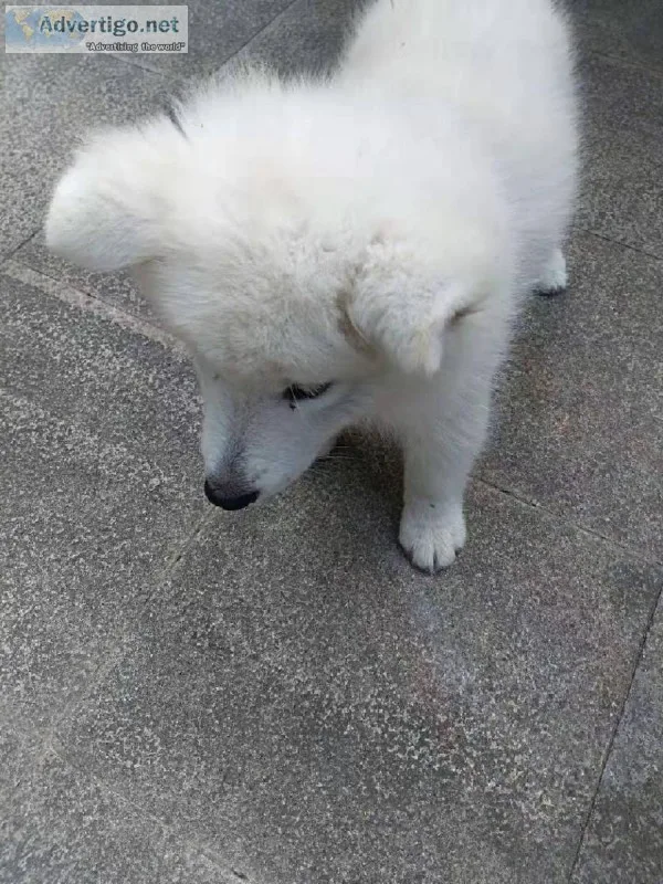 Fluffy White Samoyed Puppy