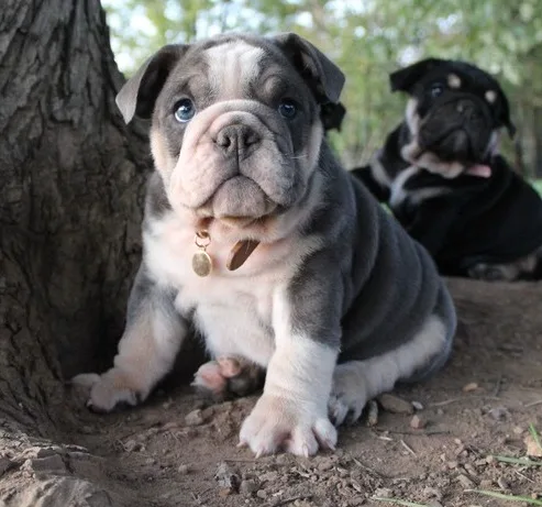 Pretty english bull dogs
