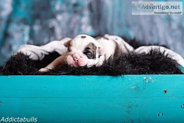 English Bulldog Puppies