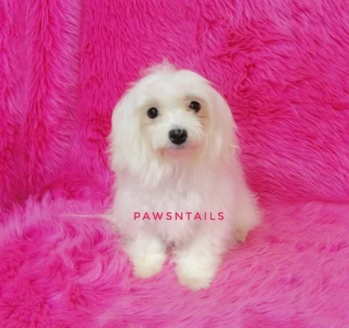 Beautiful maltese puppies