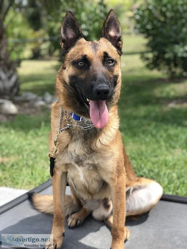 Fully Trained Kid Safe Family Protection Dogs