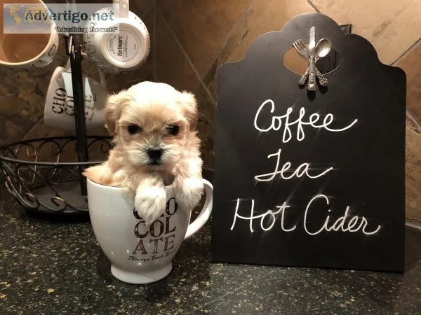 Hypoallergenic Puppies