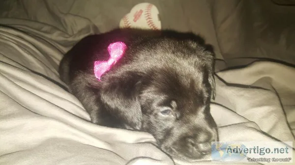 Pure Bred Labrador Puppies