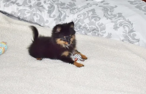 Cute pomeranian teacup puppies