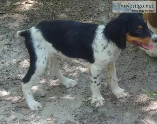 AKC Registered Brittany Spaniel