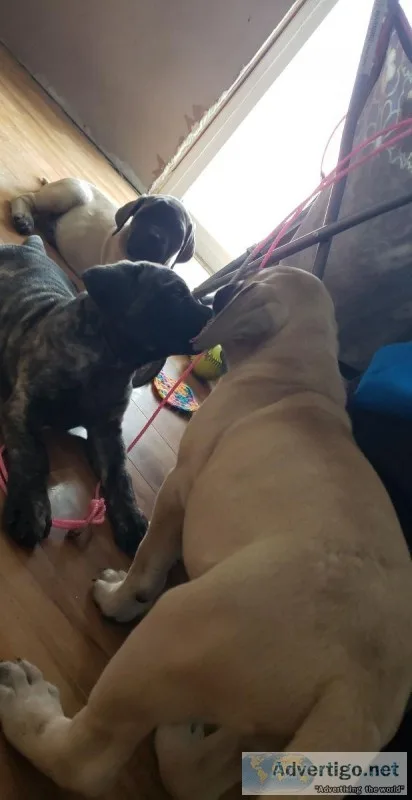 English mastiff pups