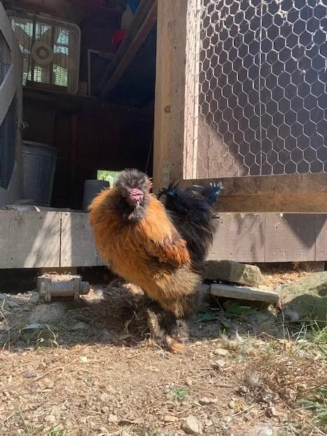 Free Silkie Roo s