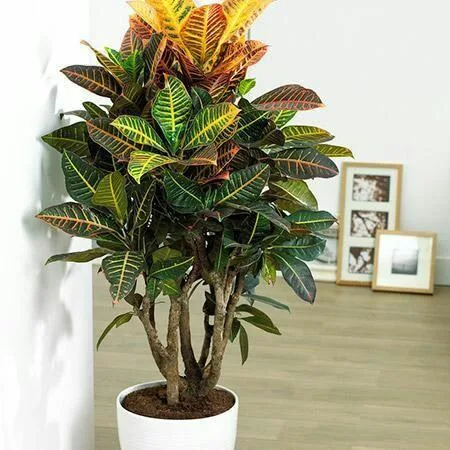 Decorates Your Terrace By Terrace Garden Design Noida