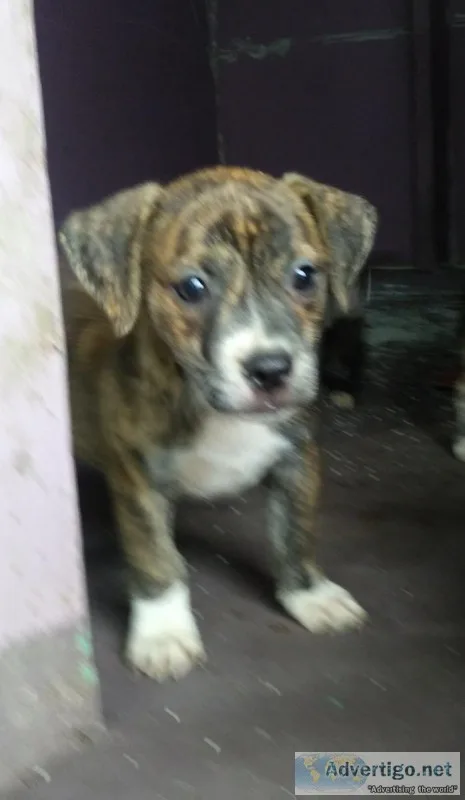 Adorable puppies