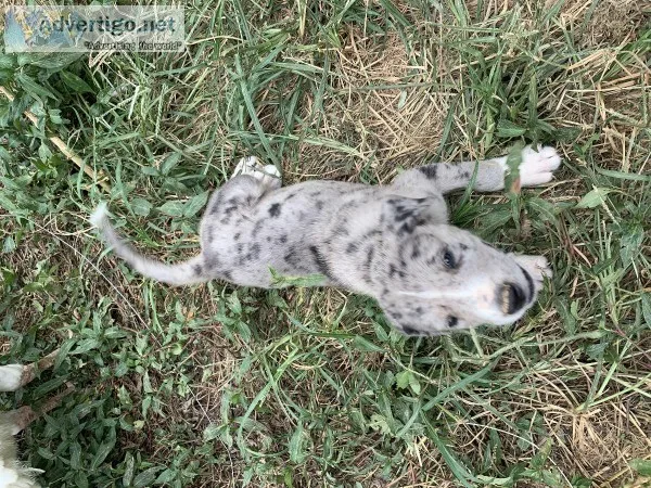 Great Pyredane pups