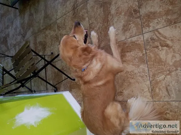 Golden retriever
