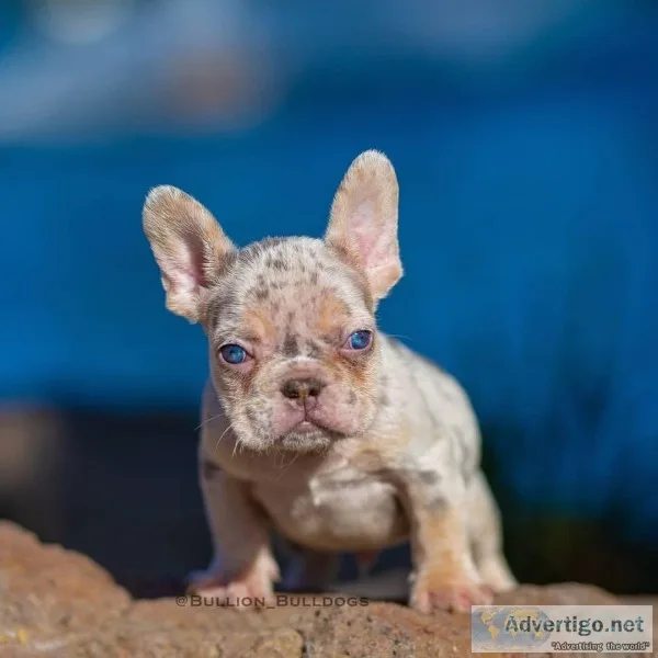 Maskless Lilac Tri Merle Male