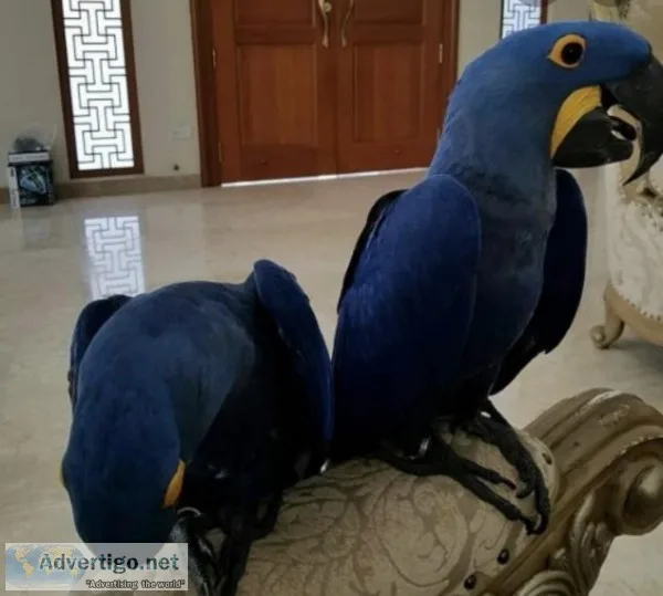 Tame N Talking Inc Cage N Toys Hyacinth Macaws