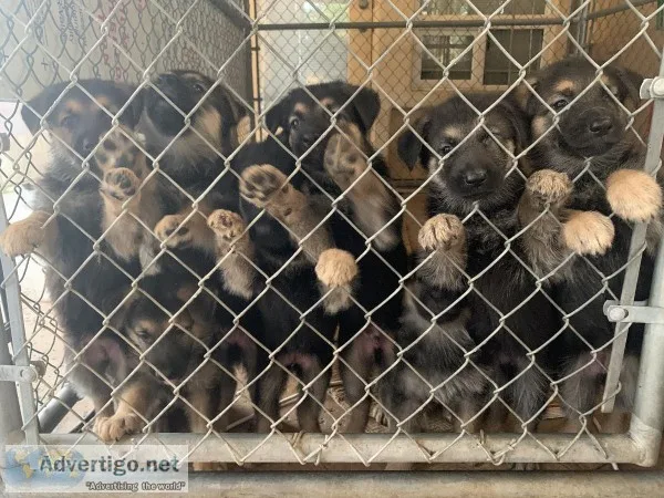 German Shepherd puppies