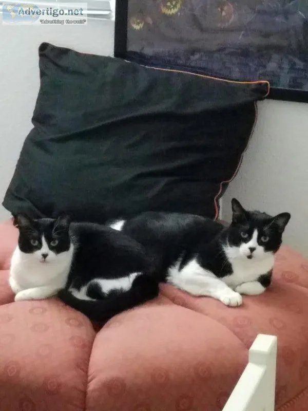 Needing a good home for 2 cats