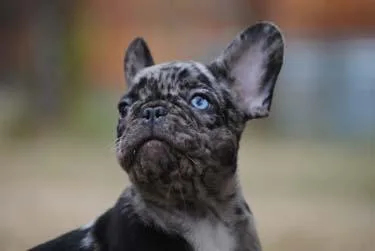 AKC French Bulldog Puppies in a Rainbow of colors
