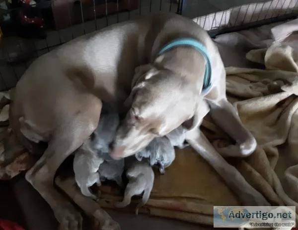AKC Weimaraners