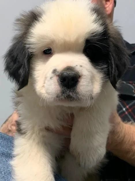 Registered Saint Bernard Puppy