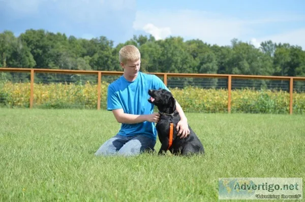 AKC champion bloodline Labradors