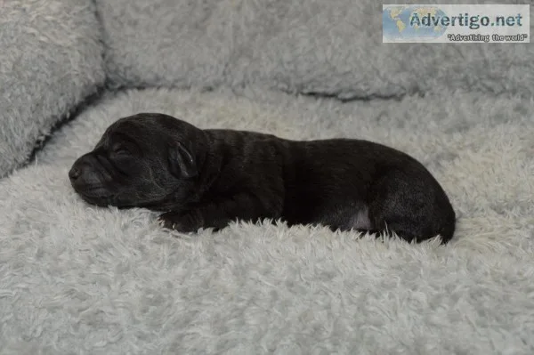 Yorkipoo females