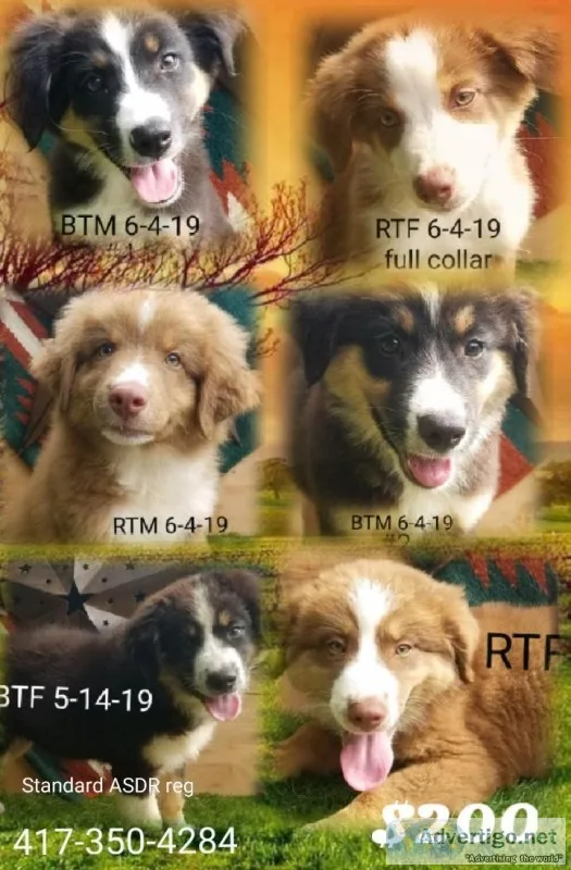 Asdr Standard Australian Shepherds