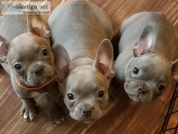 Frenchton girls